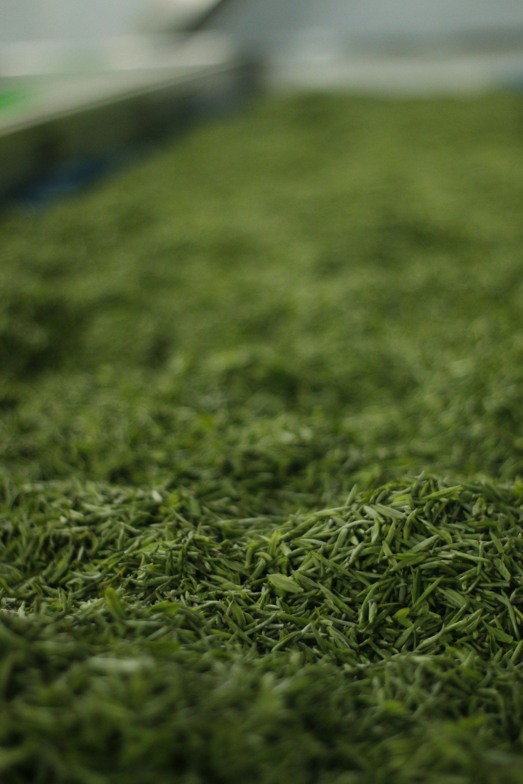 Dried green tea leaves, close up.