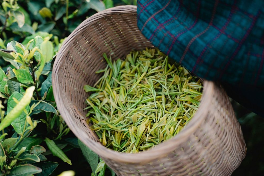 Freshly picked tea leaves.